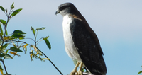 Hawk perched on a branch, looking to the side against a clear blue sky.